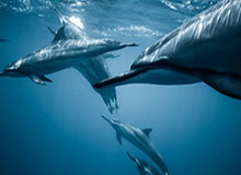 这几天我反复验证了，蜜桃网看多了才懂：情绪不是被挑起的，是被照见的